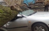 Ураган повалил почти 700 деревьев в Москве (ФОТО)