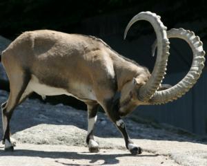 В Австрии на туриста с горы упал козел