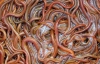 На Прикарпатье в многоэтажке живут черви-мутанты