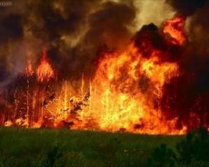 Невідомі спалили 2, 5 га зелені під Києвом