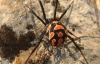 В Херсонской области женщину укусил паук, а 5-летнего ребенка - змея