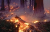 На Днепропетровщине страдают от лесного пожара