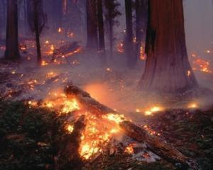 На Дніпропетровщині потерпають від лісової пожежі