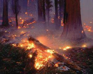 На Днепропетровщине страдают от лесного пожара