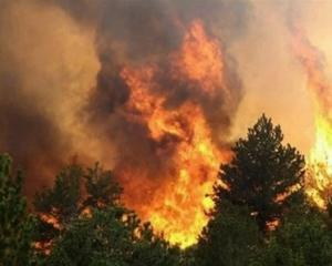 В Україні зростає кількість лісових пожеж