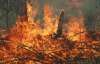 В Днепропетровской области выгорело 300 га леса