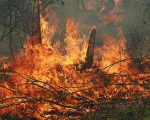 В Днепропетровской области выгорело 300 га леса