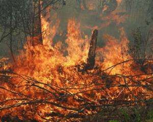 На Дніпропетровщині вигоріло 300 га лісу