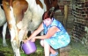 Крестьяне добились более высоких закупочных цен на молоко