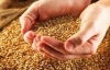 Цена на зерно за один день выросла на 150 гривен за тонну