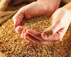 Ціна на зерно за один день зросла на 150 гривень за тонну