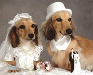 В Киеве впервые состоялась собачья свадьба 