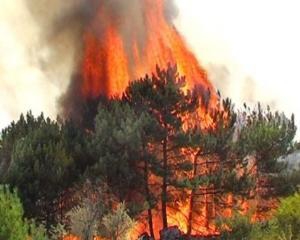 В Україні горить південь і південний схід: зафіксовано 480 пожеж