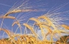 Украина заблокировала экспорт зерна