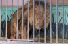Голодные звери передвижного зоопарка два месяца не давали спать прикарпатцам