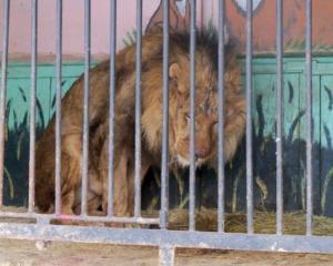 Голодные звери передвижного зоопарка два месяца не давали спать прикарпатцам