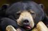 У Київському зоопарку присплять ведмедя-старожила