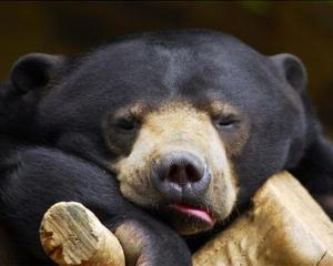 В Киевском зоопарке усыпят медведя-старожила