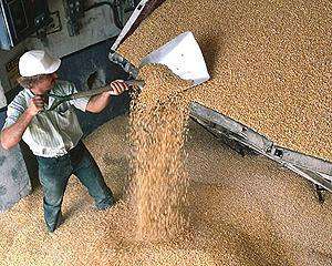 Из-за жары Украина потеряла 5 миллионов тонн зерна 