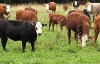 У Білорусі через п'яних пастухів два потяги збили 47 корів