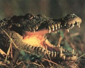 У Криму крокодил відкусив пальці трирічному білорусу
