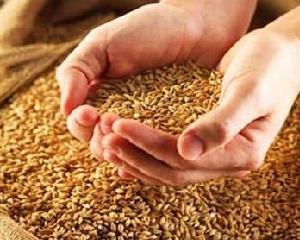 Коммунисты предлагают запретить экспорт зерна