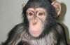 Чергова смерть у київському зоопарку - здох шимпанзе