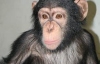 Столичний зоопарк назвав причину смерті шимпанзе