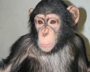 Столичний зоопарк назвав причину смерті шимпанзе