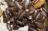 Тараканы способны лечить людей - ученые