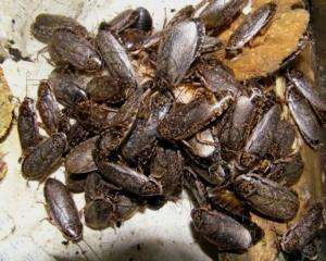 Тараканы способны лечить людей - ученые