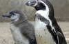  У столичному зоопарку здохли три пінгвіна