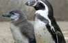  У столичному зоопарку здохли три пінгвіна