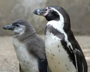  В столичном зоопарке сдохли три пингвина