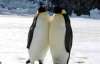 Смерть трех пингвинов за неделю - естественно
