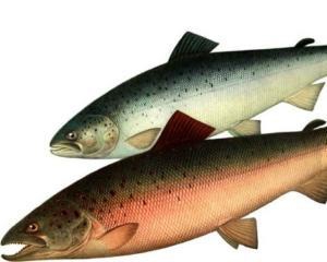Генно-модифіковану рибу визнали придатною в їжу