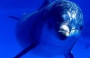Киевский дельфинарий закрыли из-за нарушений
