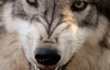 На 6-річну росіянку напали вовки в Одеському зоопарку (ВІДЕО)