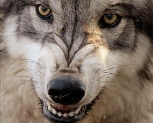 На 6-річну росіянку напали вовки в Одеському зоопарку (ВІДЕО)