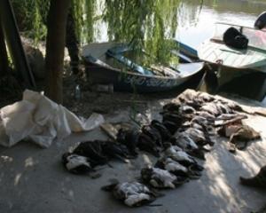На Николаевщине браконьеры подстрелили десятки &amp;quot;краснокнижних&amp;quot; птиц