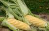 Азаров вирішив обмежити і експорт кукурудзи