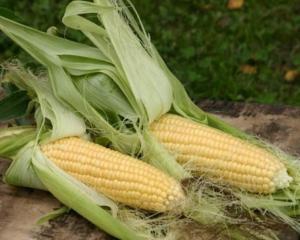 Азаров решил ограничить и экспорт кукурузы