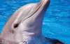 В Азовском море застрелили дельфина