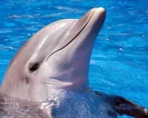 В Азовском море застрелили дельфина