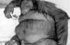 Самая толстая обезьяна весит 98 килограммов
