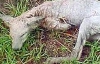 На Чернігівщині застрелили лису чупакабру