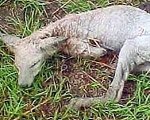 На Чернігівщині застрелили лису чупакабру