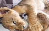 В Африке лев подружился с сурикатом (ФОТО)