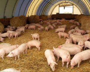 Дешевую свинину завезут из Германии и Польши