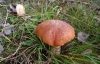 7 человек отравились грибами в Киеве